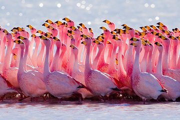 Laguna del Toro and Flamingo-Watching 4WD