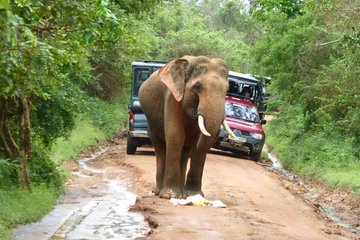 Udawalawe Safari Day Tour from Bentota and its' surrounding areas