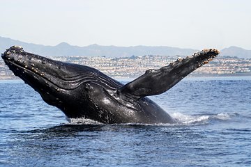 Ultimate Whale and Dolphin Watching in Newport Beach, 6 person maximum