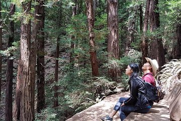 San Francisco: Guided Muir Woods Tour & Hop-on Hop-off Bus Tour