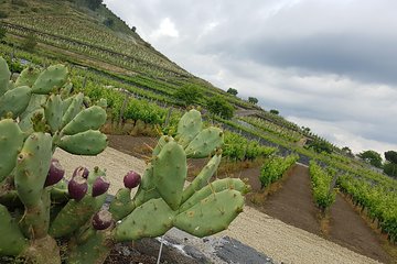 Etna Scenic Tour & Wine Experience (day trip)