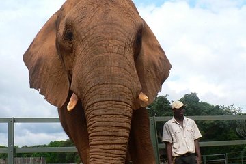 Lesedi cultural village and Elephant walk
