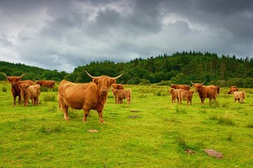 Scottish Highlands Private Day Tour with Scottish Local