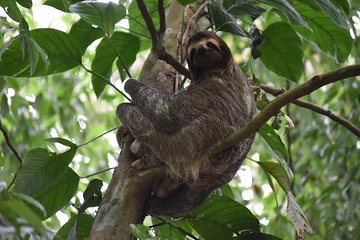 Sloth Adventure From Guanacaste