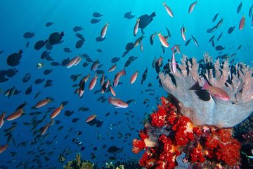 Private tour 4 days 3 nights Komodo on boat, waterfall and Rangko cave 