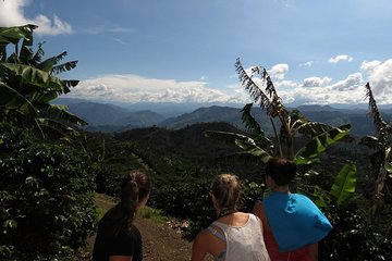 Medellín Coffee Tour to Concordia