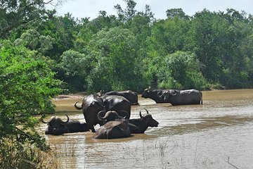 4 Day All Incl. Private Kruger Park Safari Incl. Transfer From Johannesburg