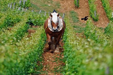 Full-Day Private Tour, 6 Premiers & Grands Crus, The Best of Burgundy