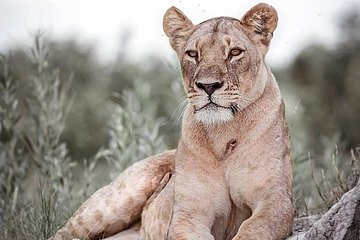 6 days safari to Lake Manyara, Tarangire, Serengeti and Ngorongoro crater