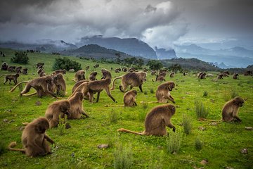 2 Days Hiking Simien Mountain 