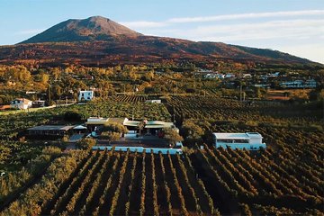 Organic Wine Tasting & Lunch on Vesuvius with Transfer from Sorrento Peninsula