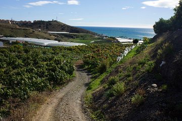 Tropical Route, Avocados and Mangoes - Small group, tasting and lunch included