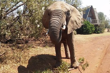 Walk with Elephants in Their Natural Environment