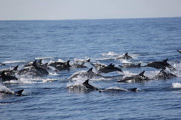 Swim With Wild Dolphins in Tauranga