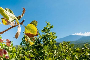 Private Etna tour and pistachio lunch in a pistachio farm