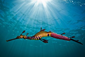 Port Phillip Bay Snorkeling with Sea Dragons