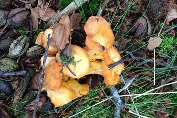 Mushroom hunting in Provence