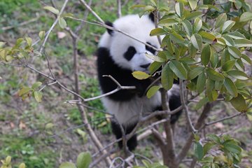 Chengdu Panda half day tour option volunteer 