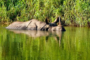 2 Nights Chitwan Luxury Tour from Kathmandu or Pokhara