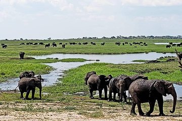 Chobe National Park Safari Day Trip from Vic Falls