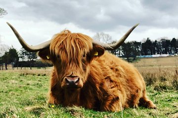 Rob Roy,Mary Queen Of Scots,Castles,Highlands,Lochs,Trossachs,Whisky!