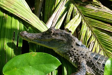 Tortuguero Clasicos - 2 Tours: Canoe and day hike