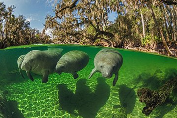 Exclusive Small Group VIP Heated Manatee Snorkel Tour