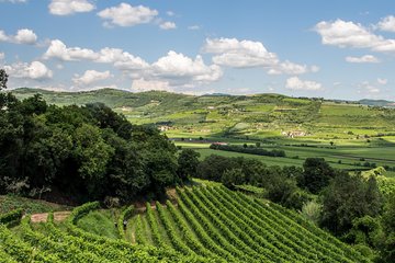 Amarone-Valpolicella wine tour - visit Verona. From Venice 