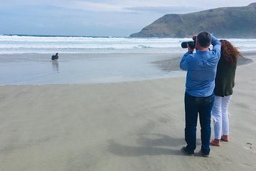 Dunedin Shore Excursion: Small-Group Tour of Dunedin and the Otago Peninsula