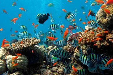Bali Watersport : Diving, Fly fish, Banana Boat, Parasailing