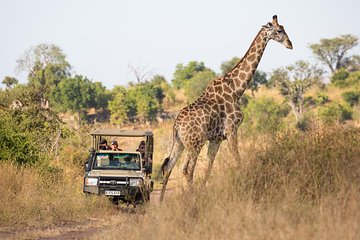 Game Drive And Rhino Walk