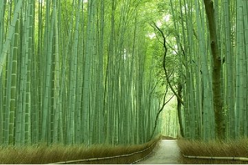 Kyoto Sagano Bamboo Grove & Arashiyama Walking Tour