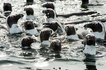 Combo Tour: Marine Wildlife Cruise and Cape Point PM