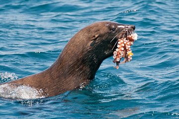 Combo Tour: Marine Wildlife Cruise and City PM 