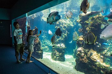 Aquarium Package in Nouméa's Aquarium with Admission and Transfer