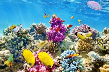 Full-Day Snorkeling Trip to Orange Island from Hurghada