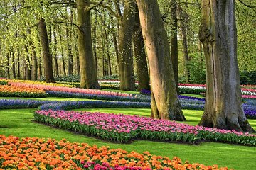 Taxi transfer from Amsterdam to the Keukenhof Gardens Tulip field