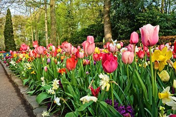 Private tour to Keukenhof flower Gardens, Windmills and cheese 