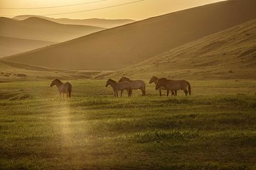 2 Days Tour: Khustai National Park