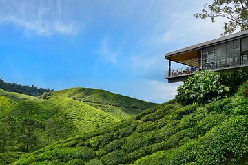 Cameron Highlands Day Tour from Kuala Lumpur
