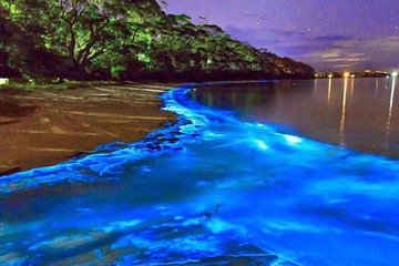 Mesmerizing Luminous Lagoon (Glistening Waters) Night Tour