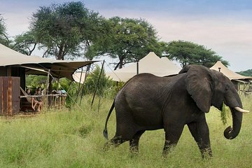 Hwange National Park Camping Safari from Victoria Falls (2 Nights)