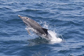 Dolphins Watching in Gibraltar - Day Trip from Seville