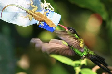 Rockland Bird Sanctuary and Hip-Strip Shopping