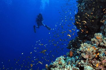 Amazing Giftun Island Snorkeling Trip in Hurghada