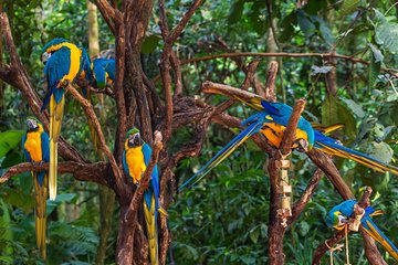 Iguassu Bird Park - Tickets Included