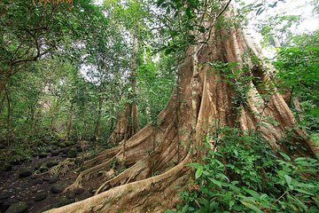 Nam Cat Tien National Park 2-Day Tour with Lodging, Meals..