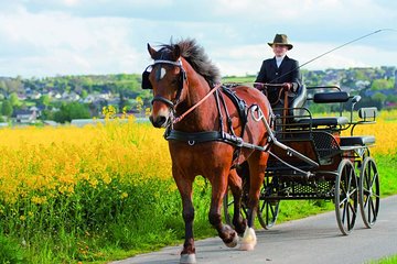 Vinyard Tour By Horse & Carriage With Delicious Tasting - Umbria