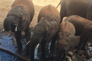 Tarangire and Ngorongoro 2 days Budget camping Safari