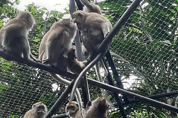 Wild Mauritius South Tour
